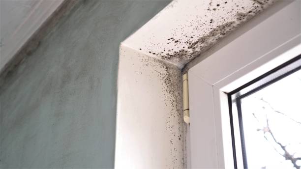 Best Local Mold Removal Service  in Gifford, FL