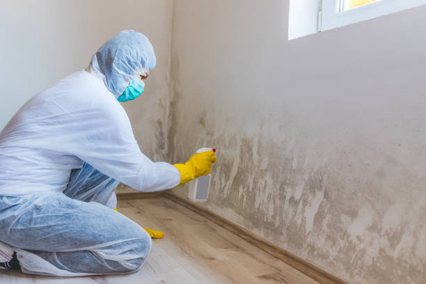 Best Residential Mold Removal  in Gifford, FL