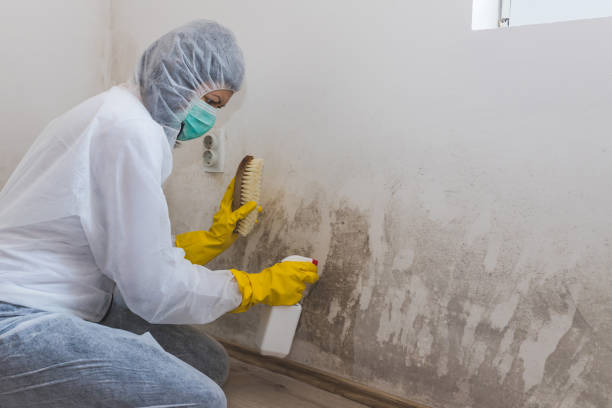 Mold Removal and Inspection in Gifford, FL