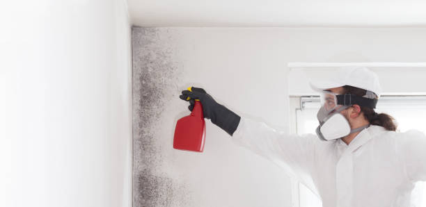 Best Attic Mold Removal  in Gifford, FL