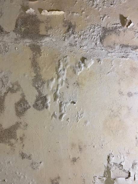 Best Mold Damage Repair  in Gifford, FL