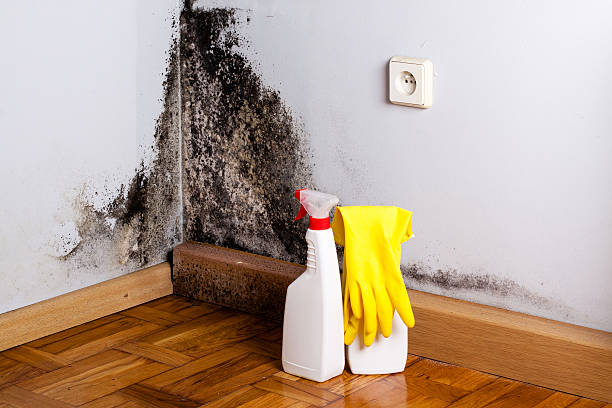 Trusted Gifford, FL Mold Removal Experts