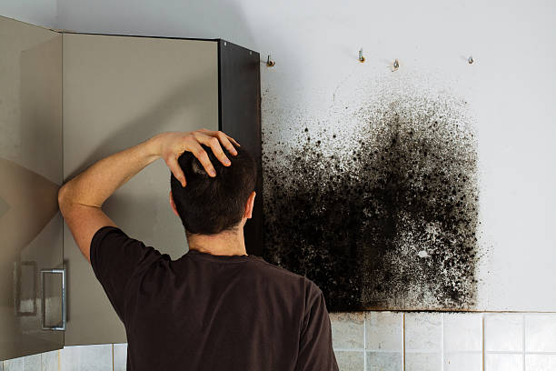 Best Affordable Mold Removal  in Gifford, FL